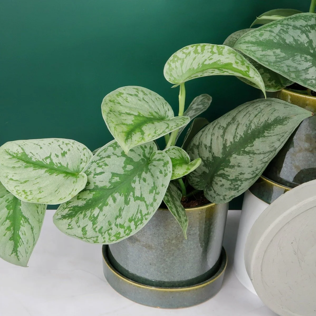 SCINDAPSUS TREBIE BIG LEAF - Image 4