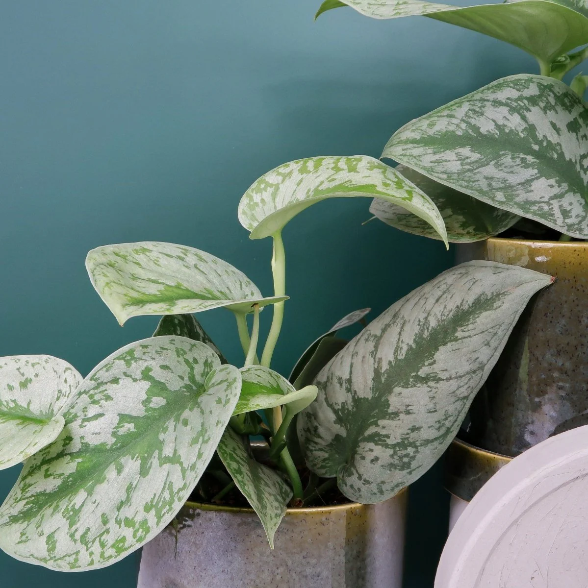 SCINDAPSUS TREBIE BIG LEAF - Image 5