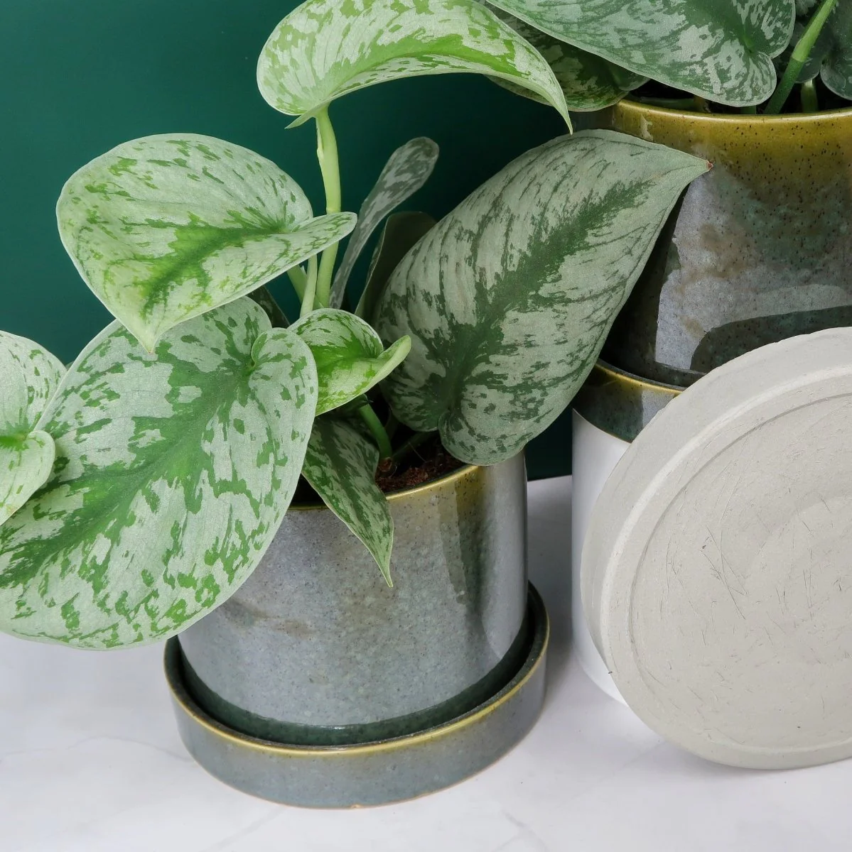 SCINDAPSUS TREBIE BIG LEAF - Image 6