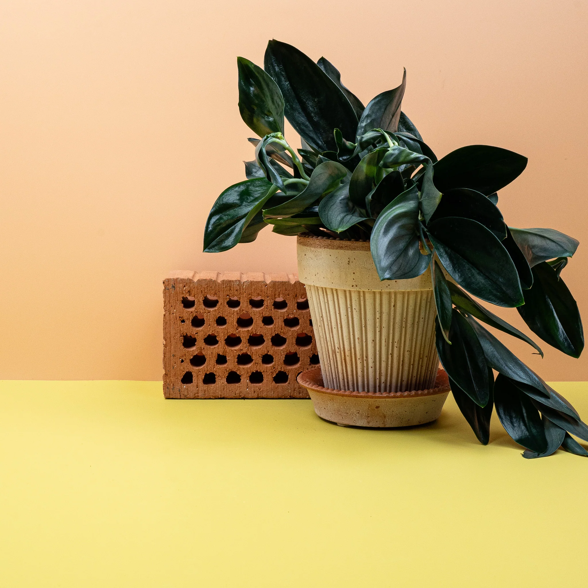 SCINDAPSUS TREUBII DARK - Image 3