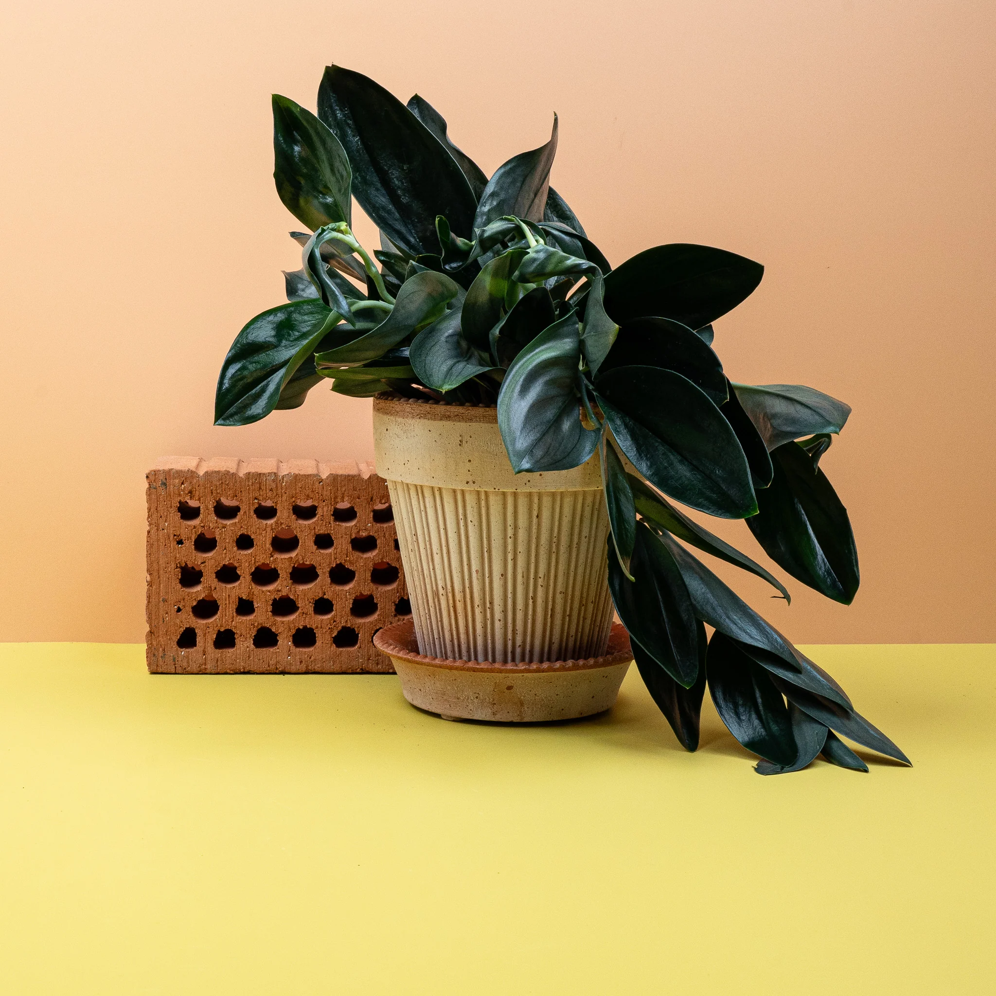 SCINDAPSUS TREUBII DARK - Image 4