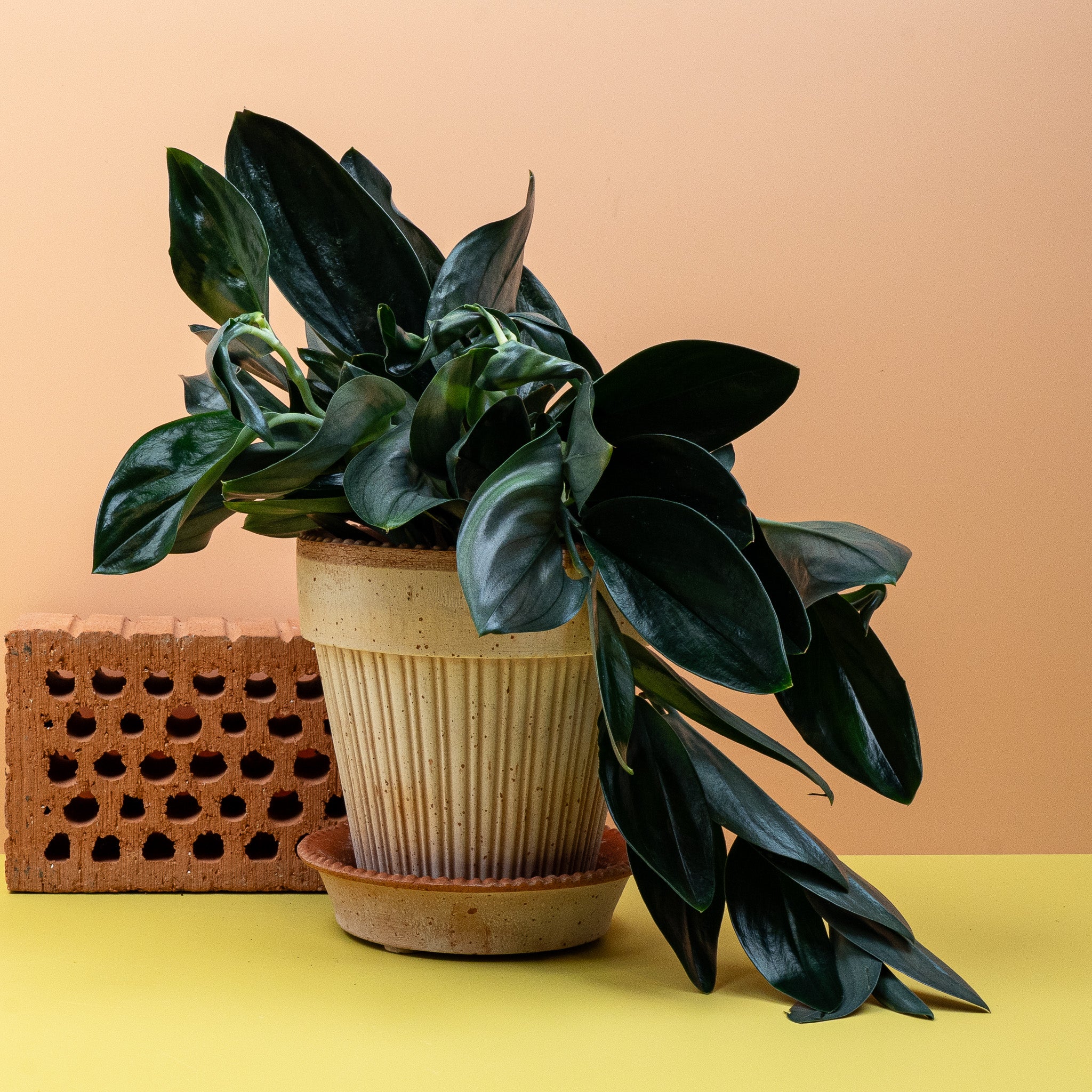 SCINDAPSUS TREUBII DARK - Image 5