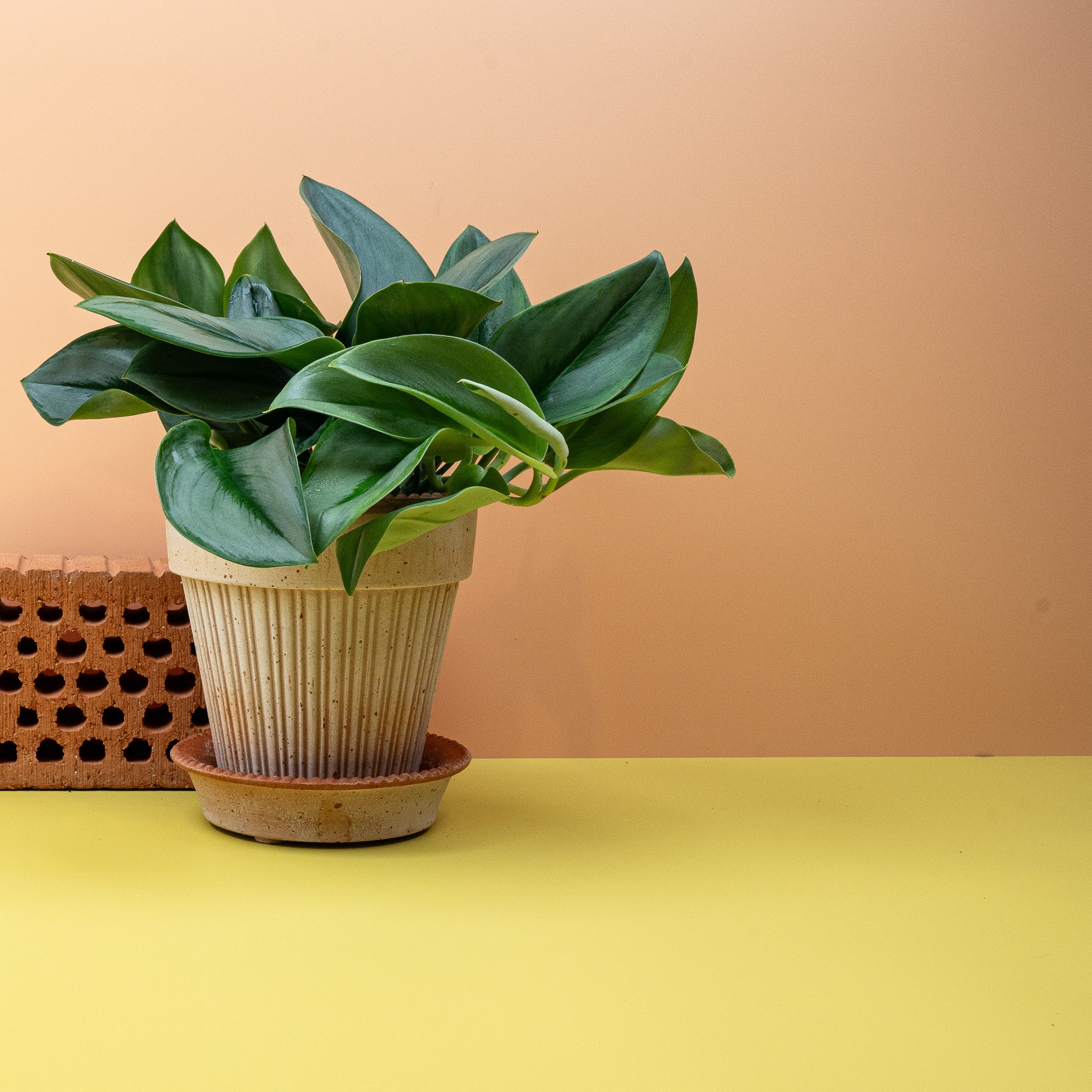 SCINDAPSUS TREUBII MOONLIGHT - Image 4