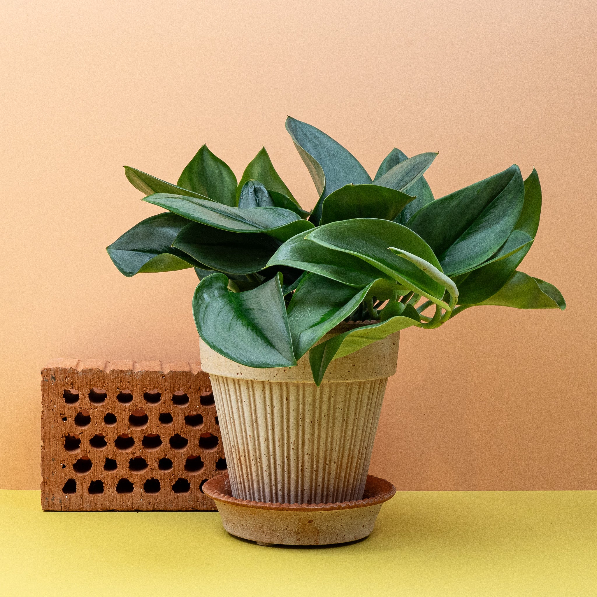 SCINDAPSUS TREUBII MOONLIGHT - Image 5