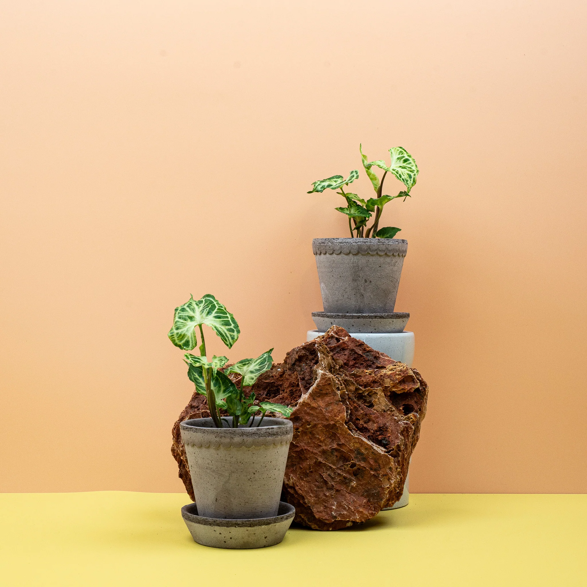 SYNGONIUM BATIK - Image 10