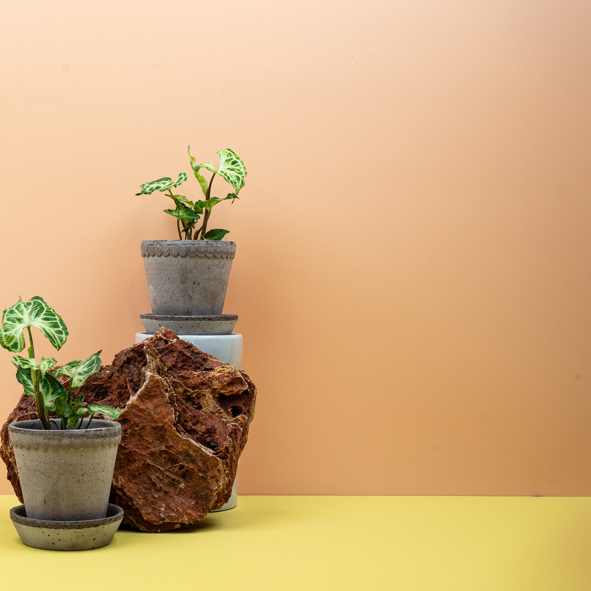 SYNGONIUM BATIK - Image 11