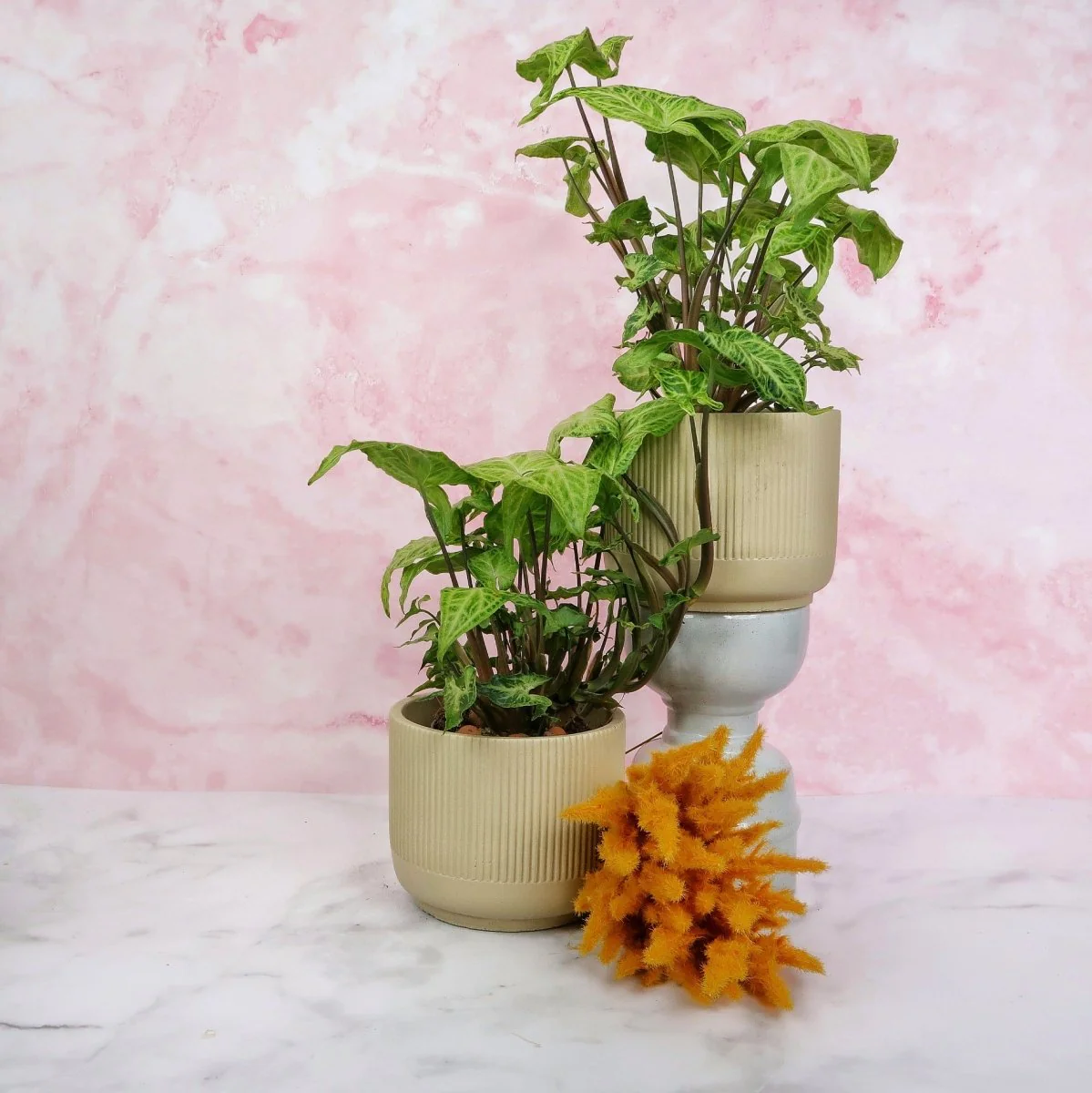 SYNGONIUM BATIK - Image 3