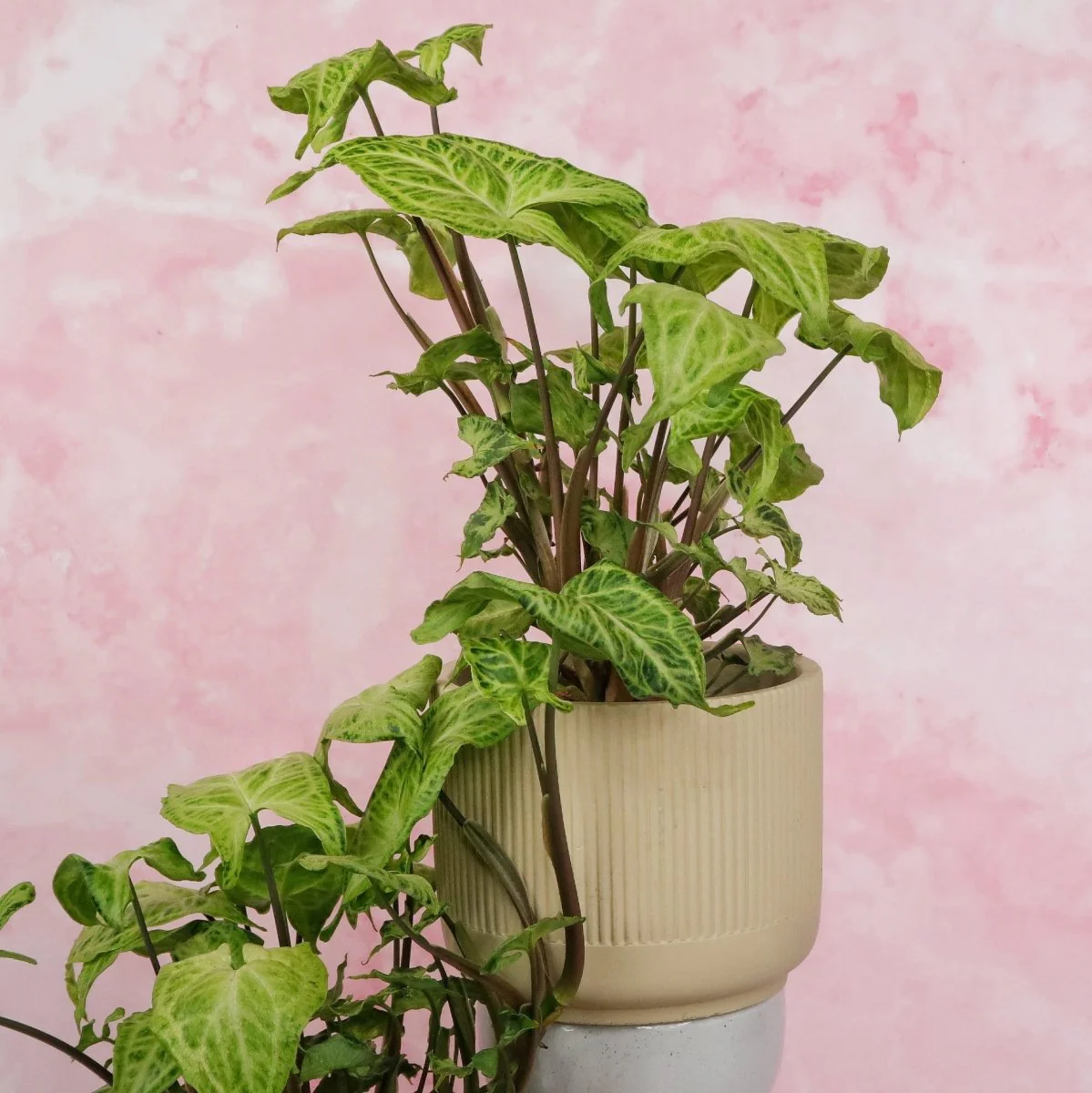 SYNGONIUM BATIK - Image 4