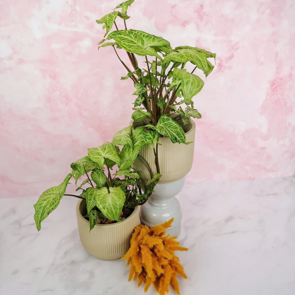 SYNGONIUM BATIK - Image 5