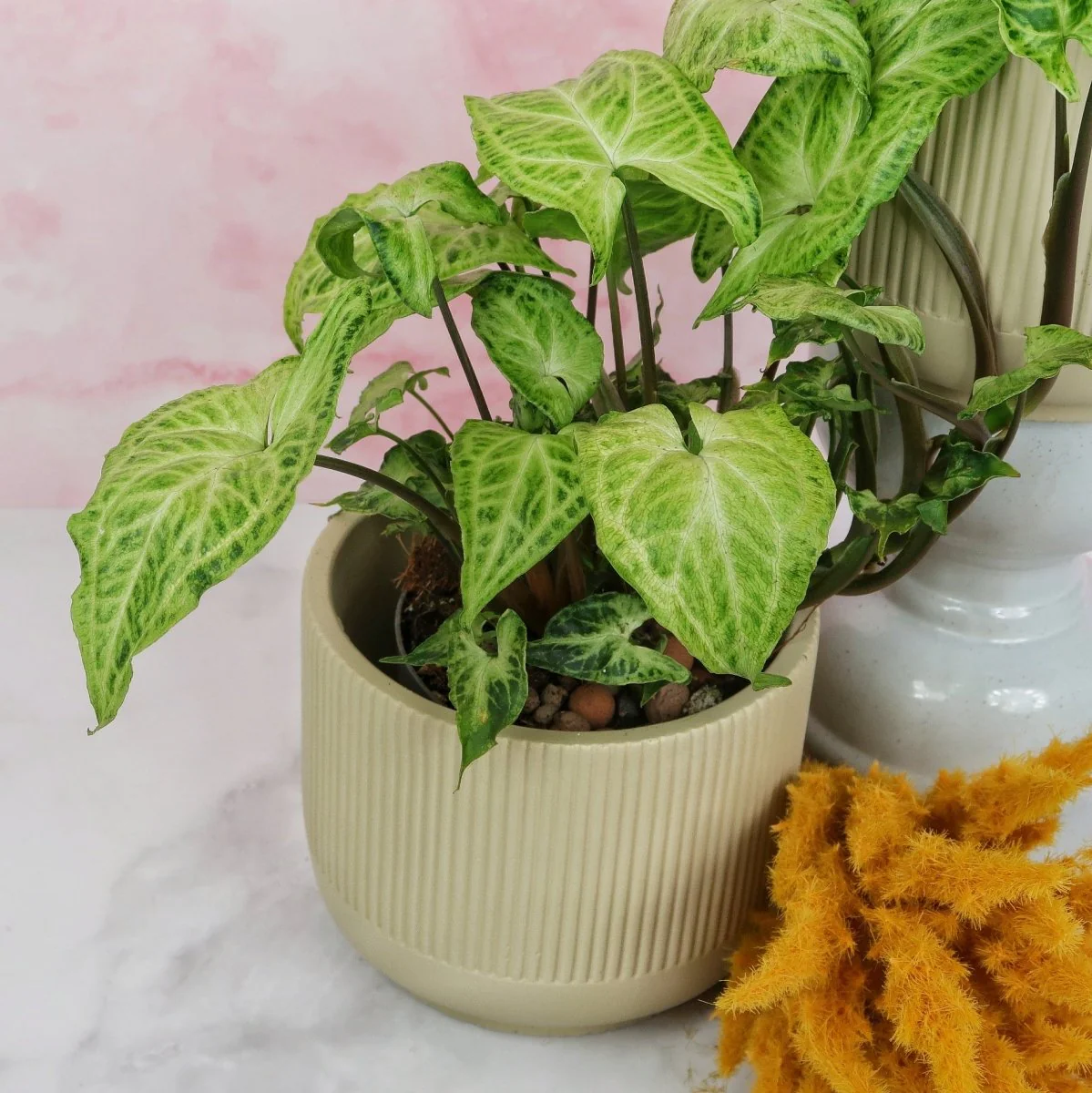 SYNGONIUM BATIK - Image 6