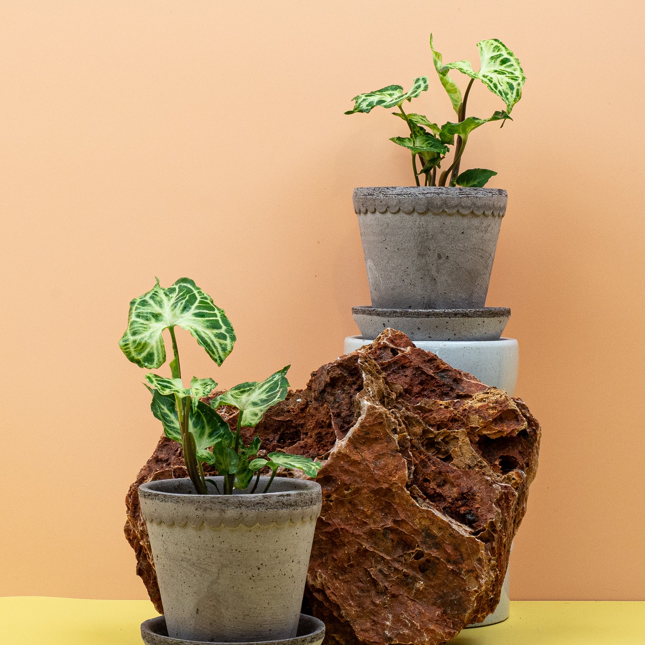 SYNGONIUM BATIK - Image 7