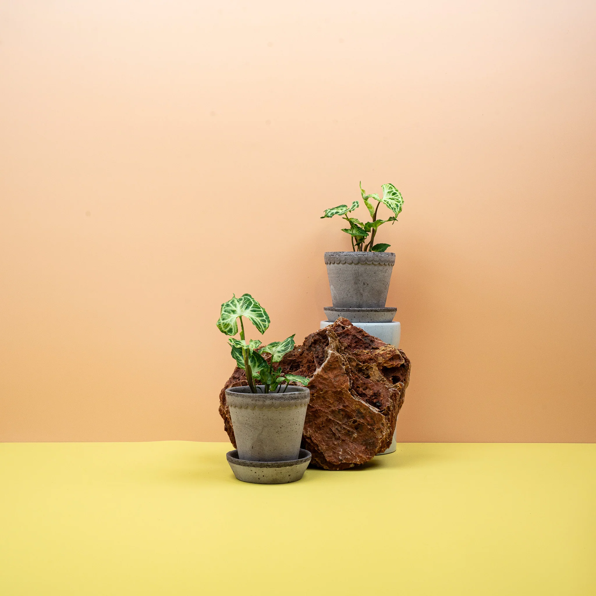 SYNGONIUM BATIK - Image 8