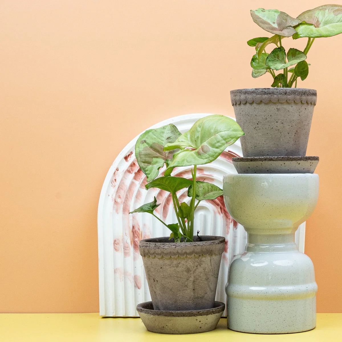 SYNGONIUM CONFETTI - Image 10