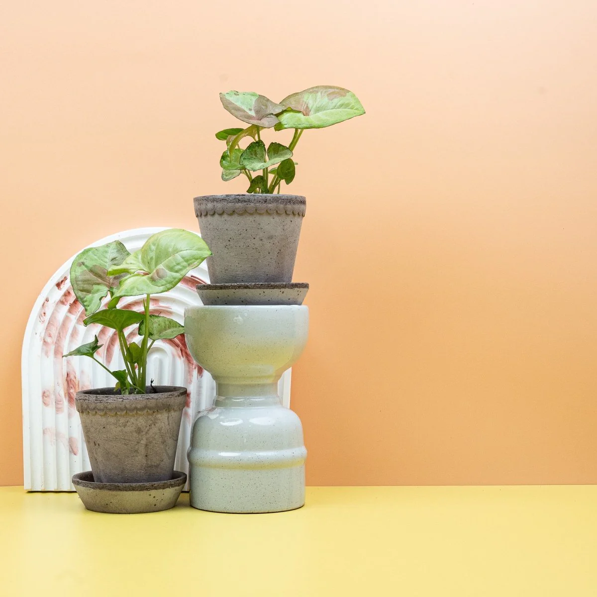 SYNGONIUM CONFETTI - Image 11