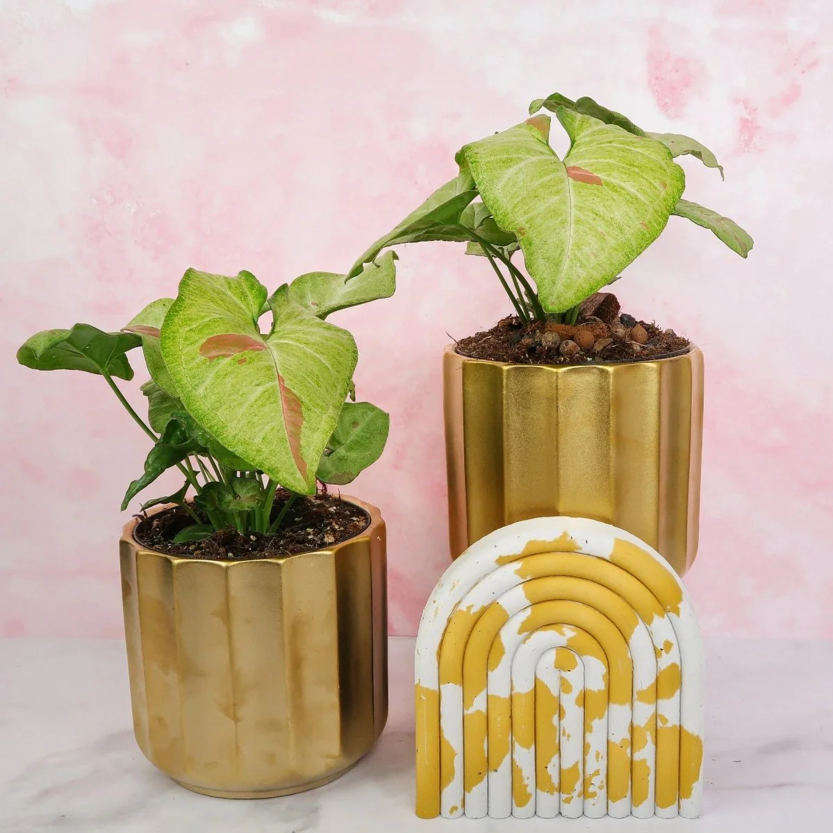 SYNGONIUM CONFETTI - Image 3