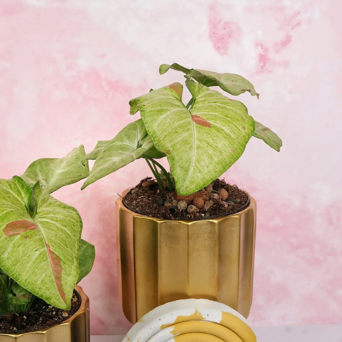 SYNGONIUM CONFETTI - Image 4