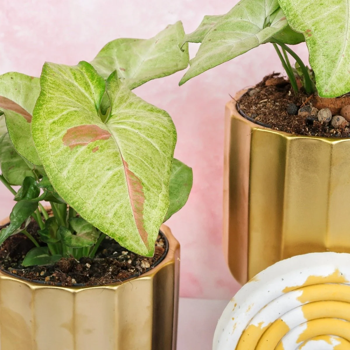 SYNGONIUM CONFETTI - Image 5