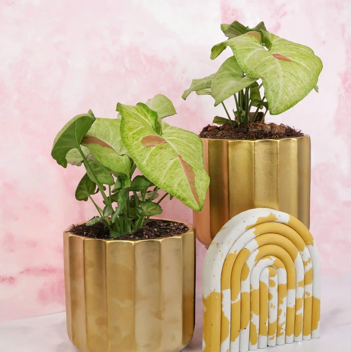 SYNGONIUM CONFETTI - Image 6