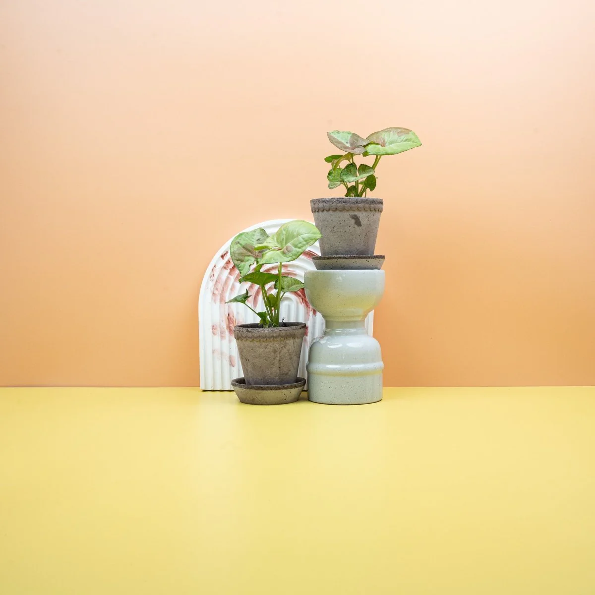 SYNGONIUM CONFETTI - Image 7