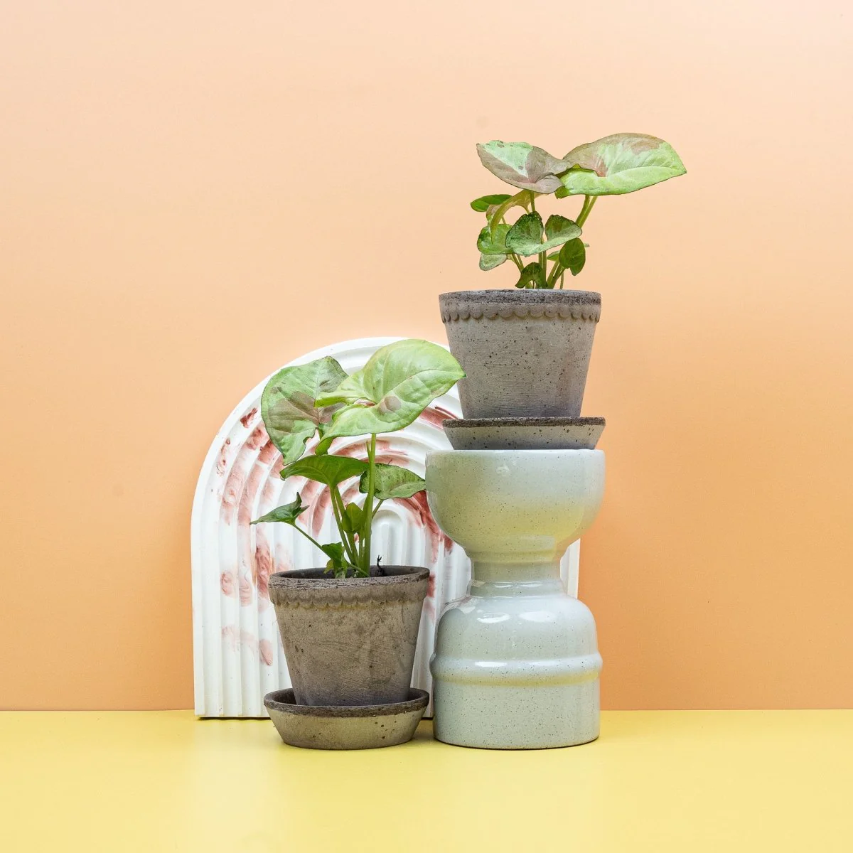 SYNGONIUM CONFETTI - Image 8