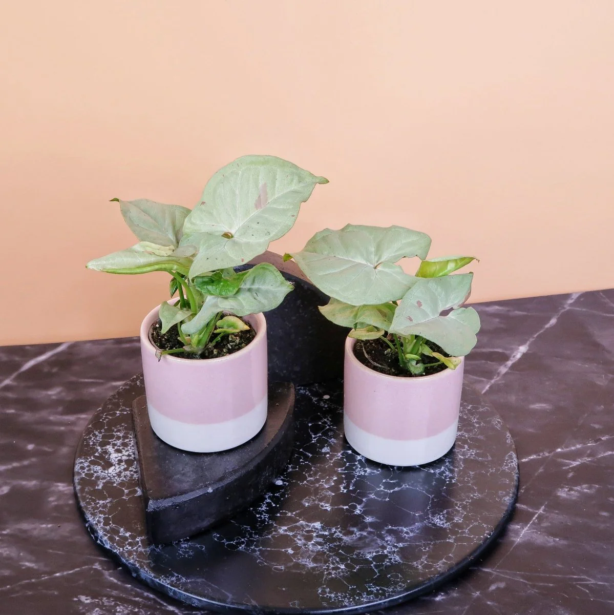 SYNGONIUM MILK CONFETTI - Image 10