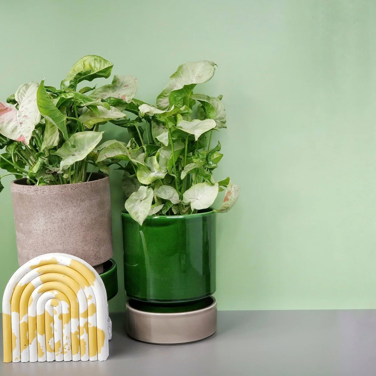 SYNGONIUM MILK CONFETTI - Image 3