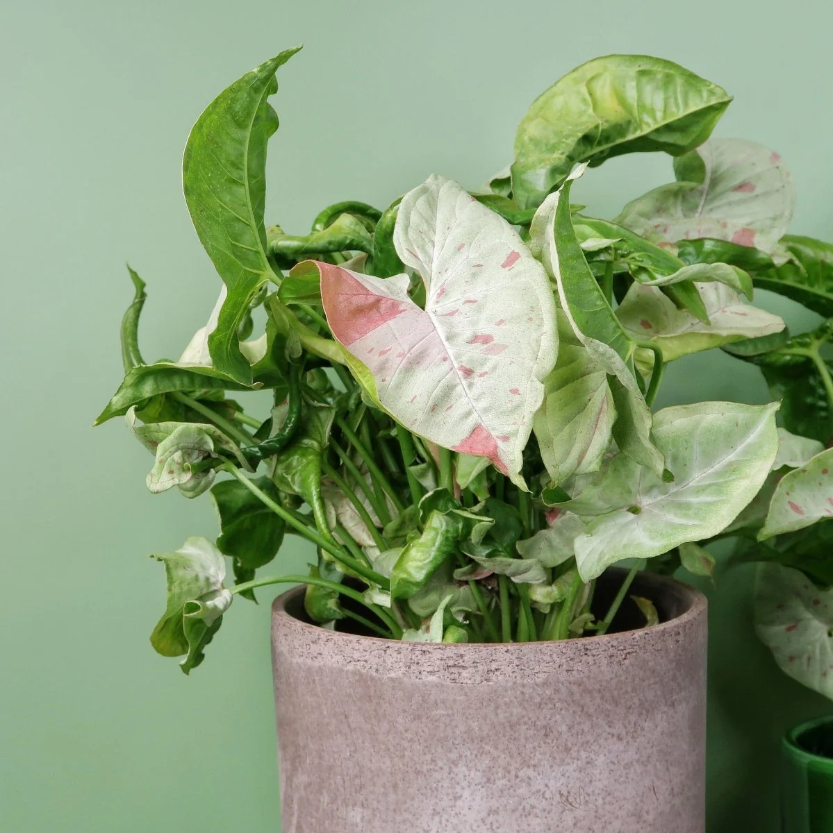 SYNGONIUM MILK CONFETTI - Image 4