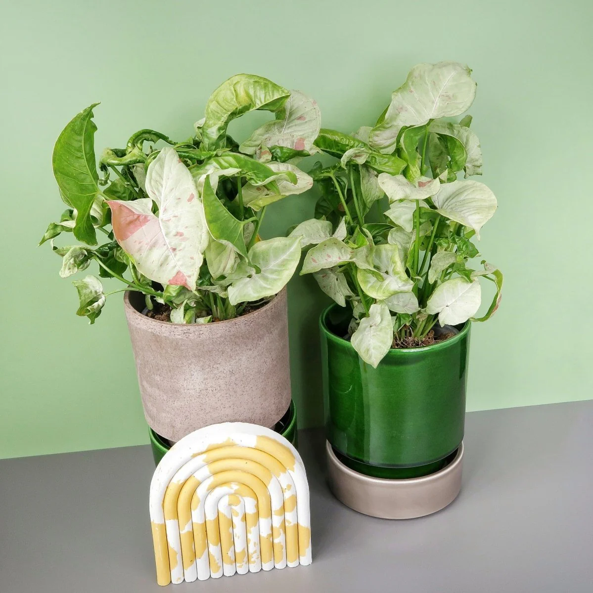 SYNGONIUM MILK CONFETTI - Image 5