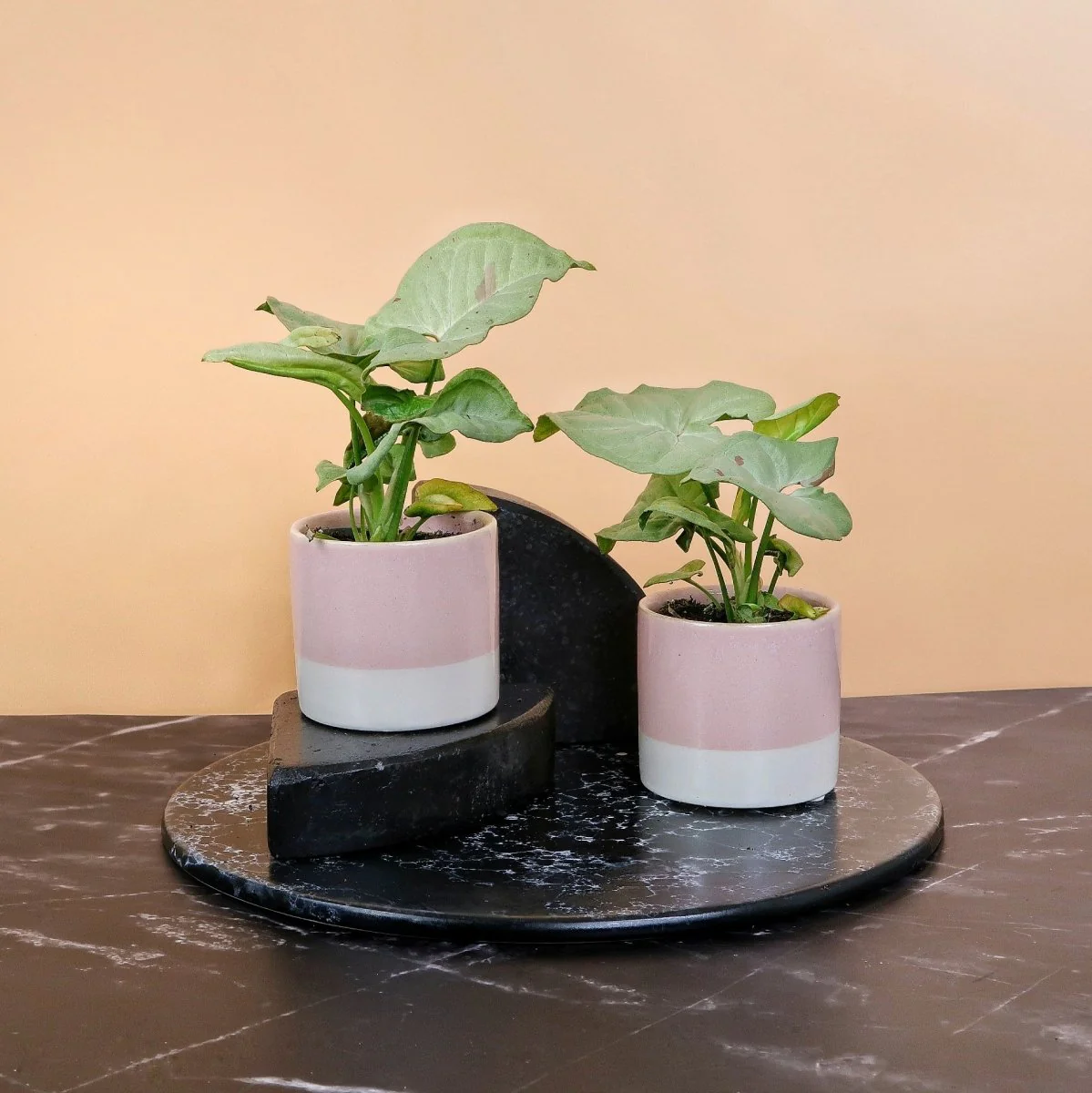 SYNGONIUM MILK CONFETTI - Image 6