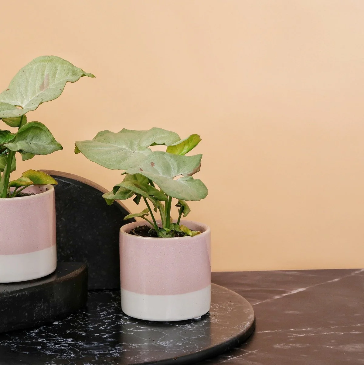 SYNGONIUM MILK CONFETTI - Image 8