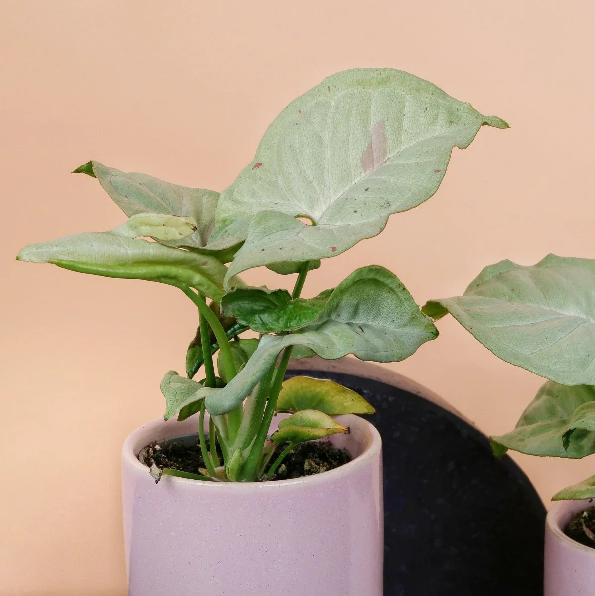 SYNGONIUM MILK CONFETTI - Image 9