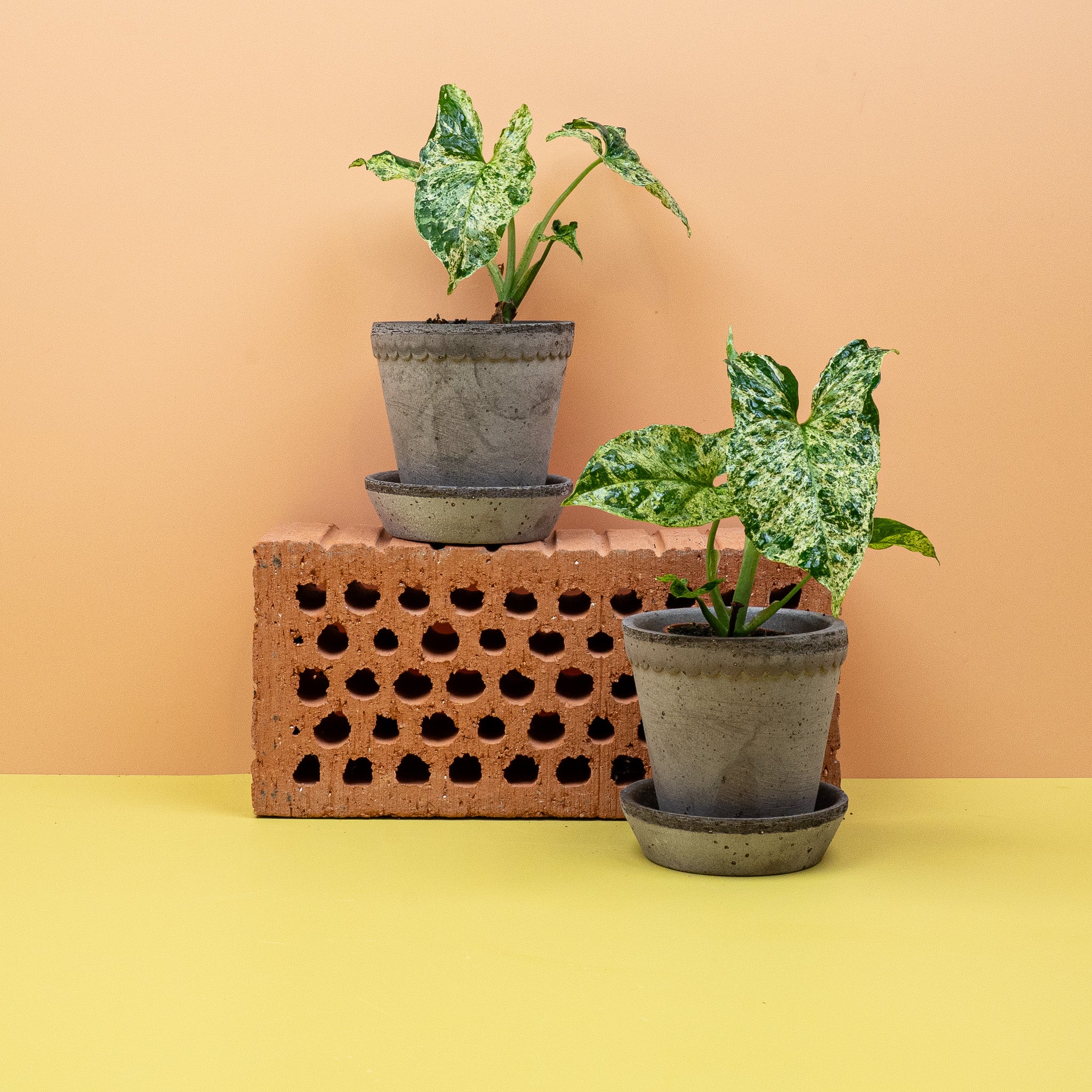 SYNGONIUM MOTTLED - Image 10