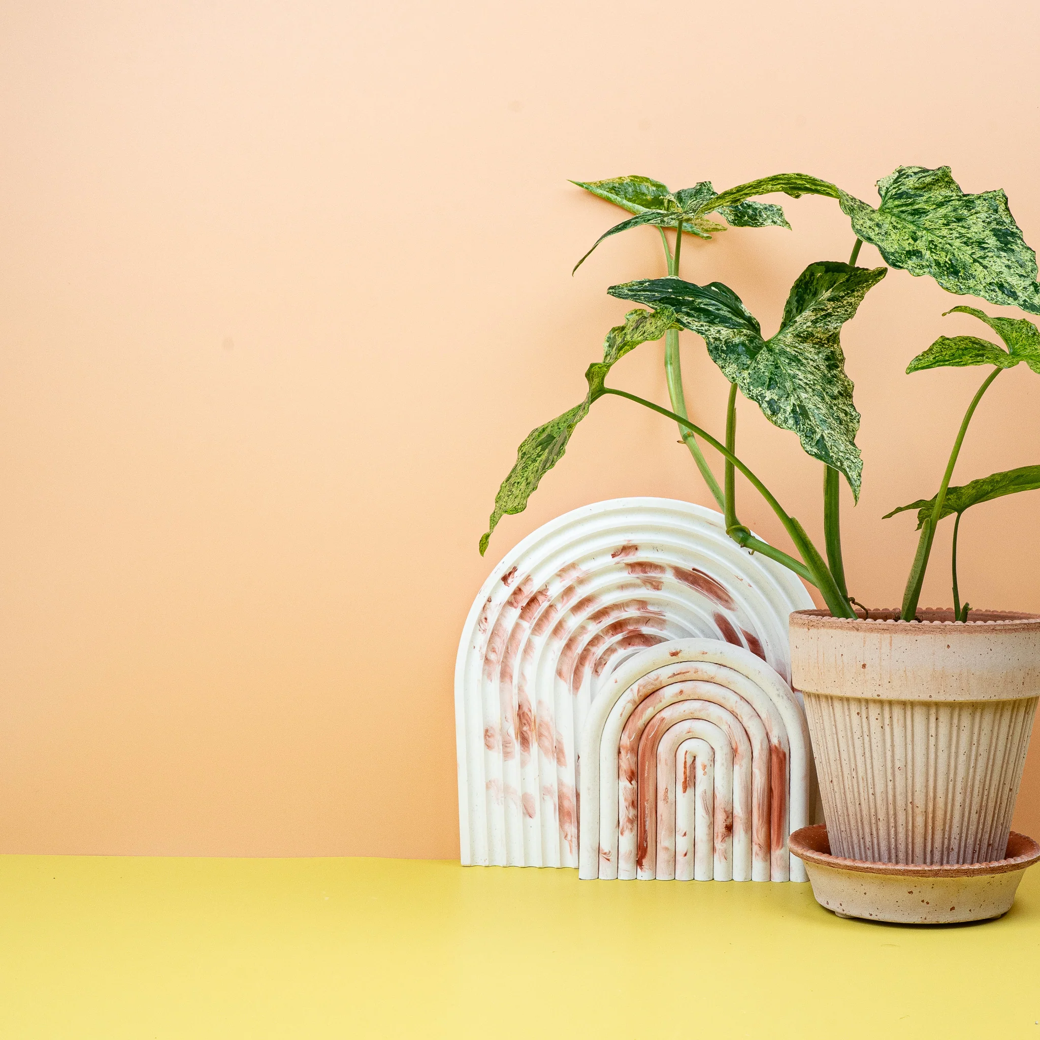 SYNGONIUM MOTTLED - Image 3