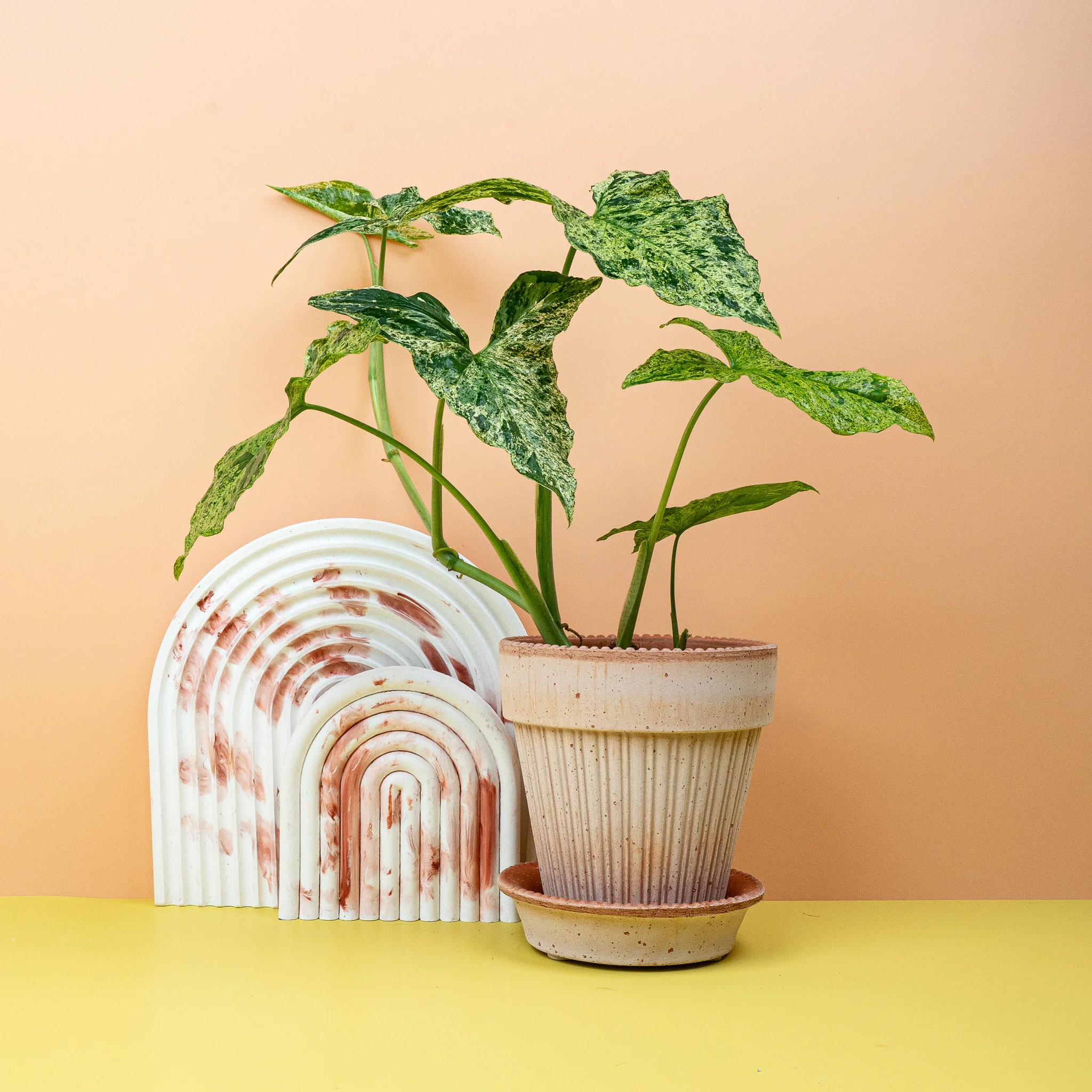 SYNGONIUM MOTTLED - Image 4