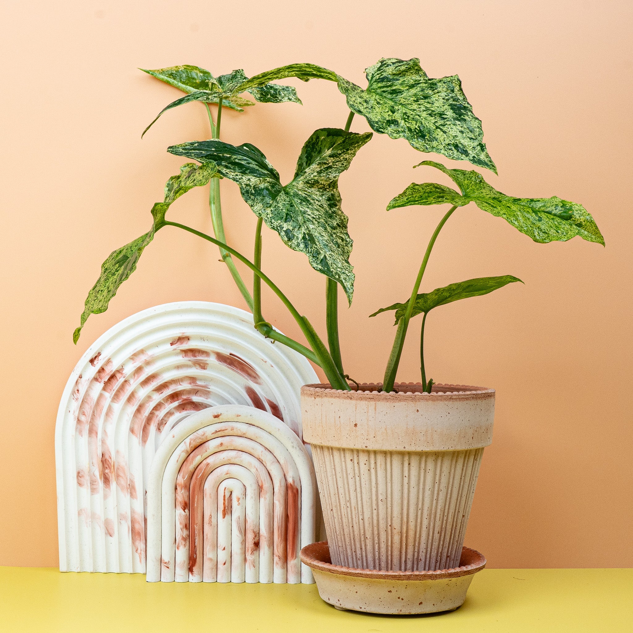 SYNGONIUM MOTTLED - Image 5