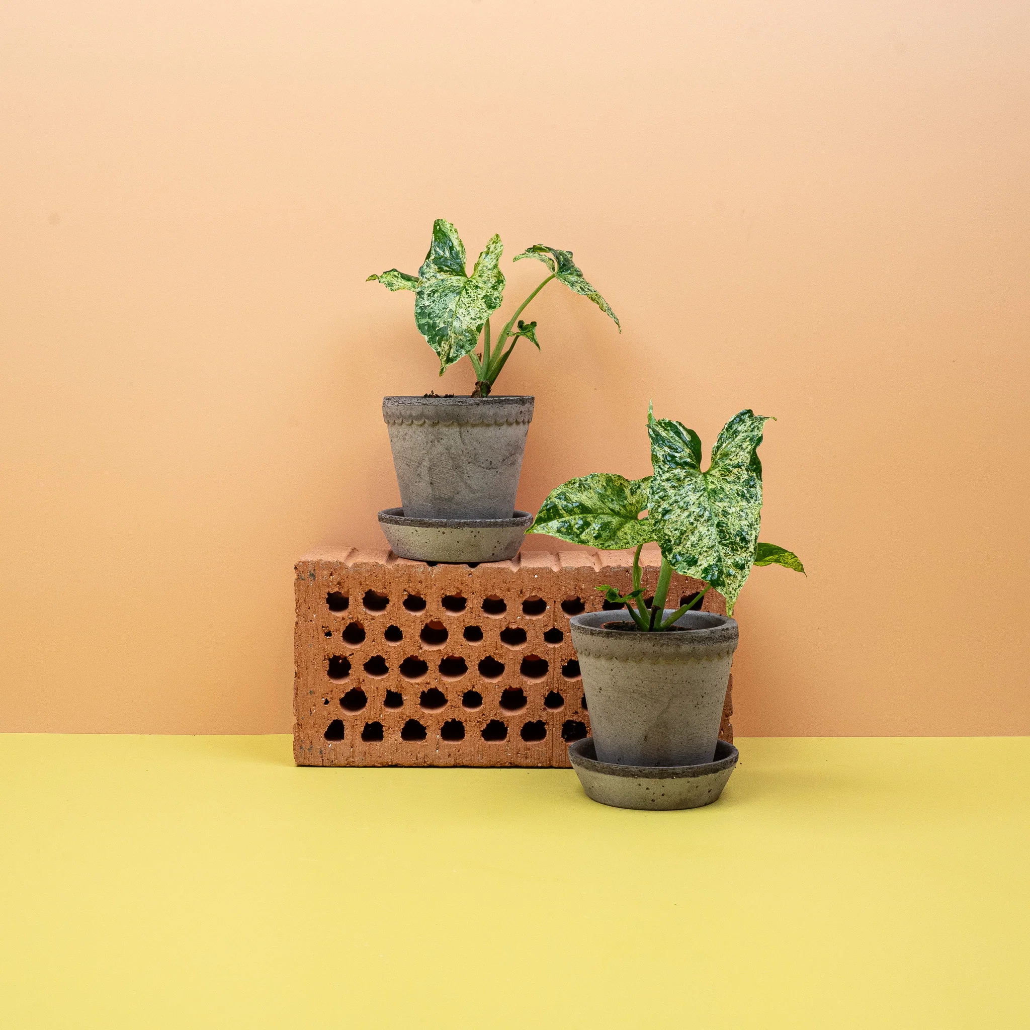 SYNGONIUM MOTTLED - Image 6