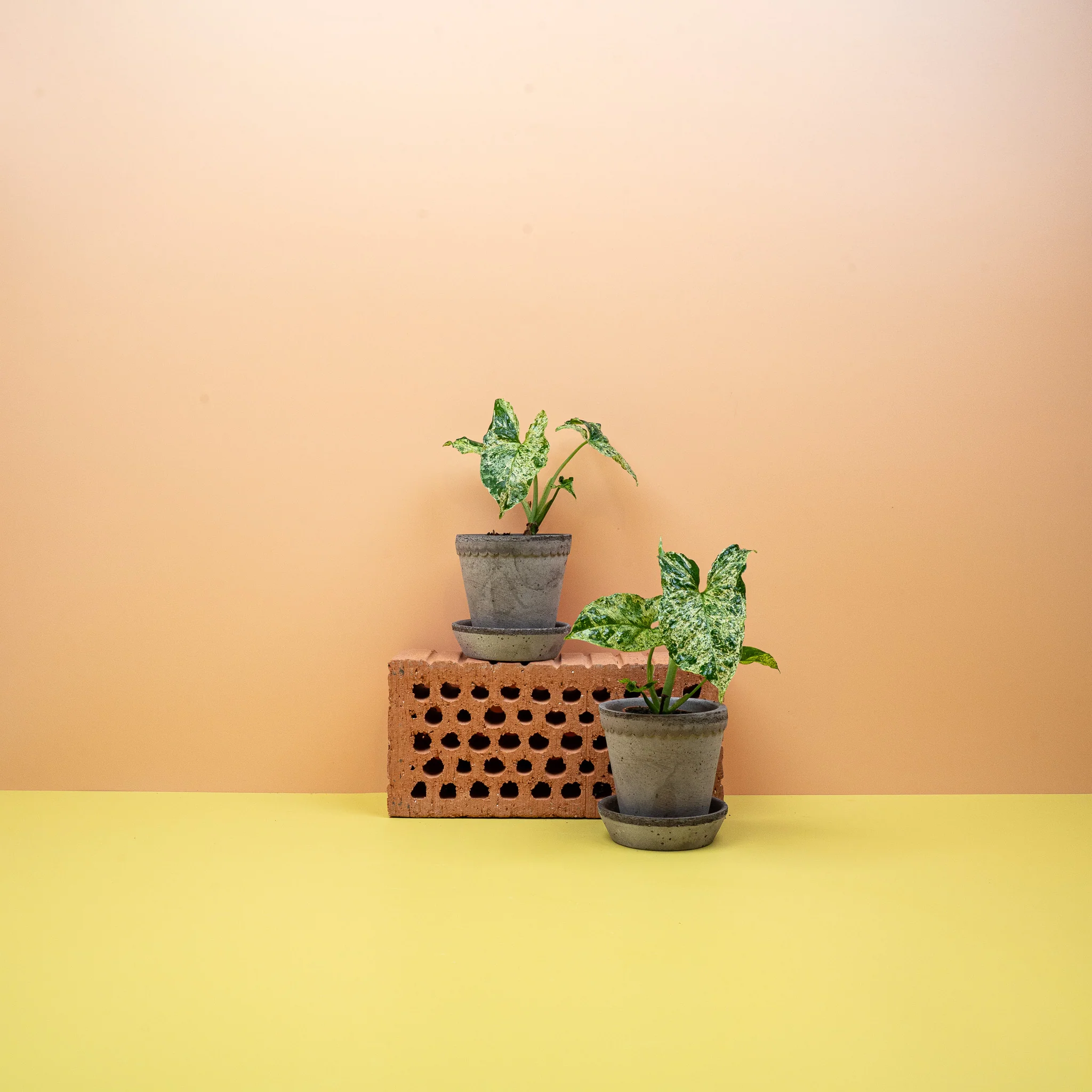 SYNGONIUM MOTTLED - Image 7