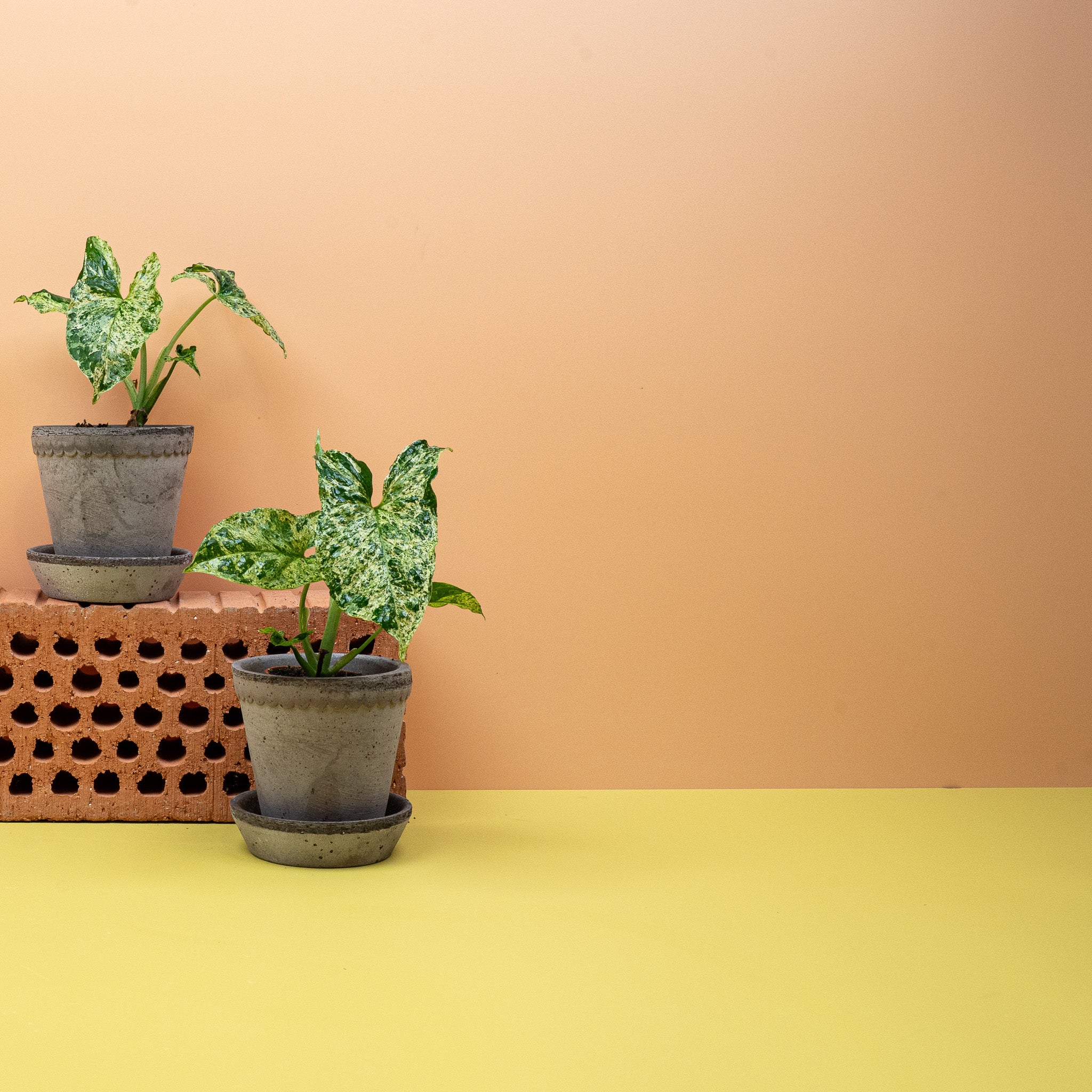 SYNGONIUM MOTTLED - Image 8