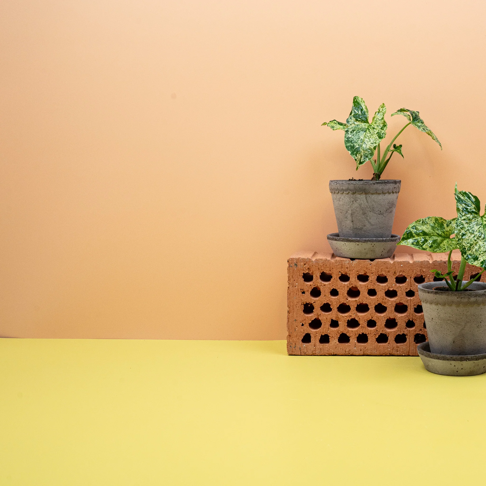 SYNGONIUM MOTTLED - Image 9