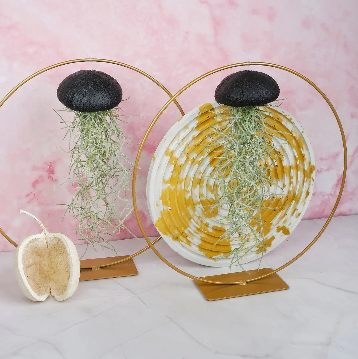 TILLANDSIA USNEOIDES - BLACK - Image 4