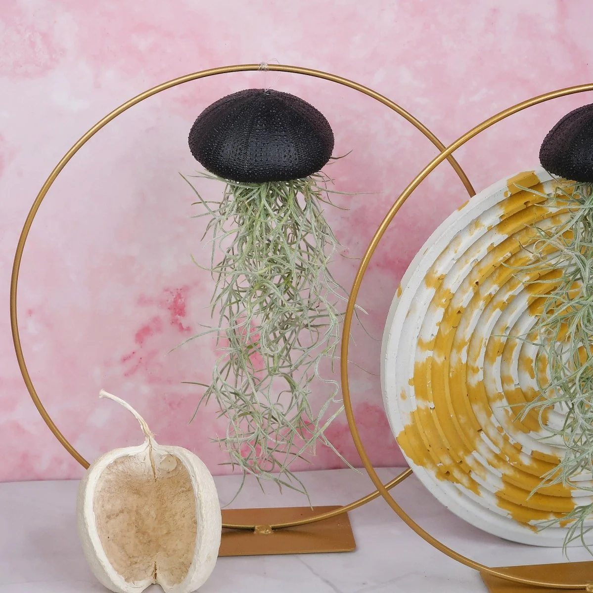 TILLANDSIA USNEOIDES - BLACK - Image 5