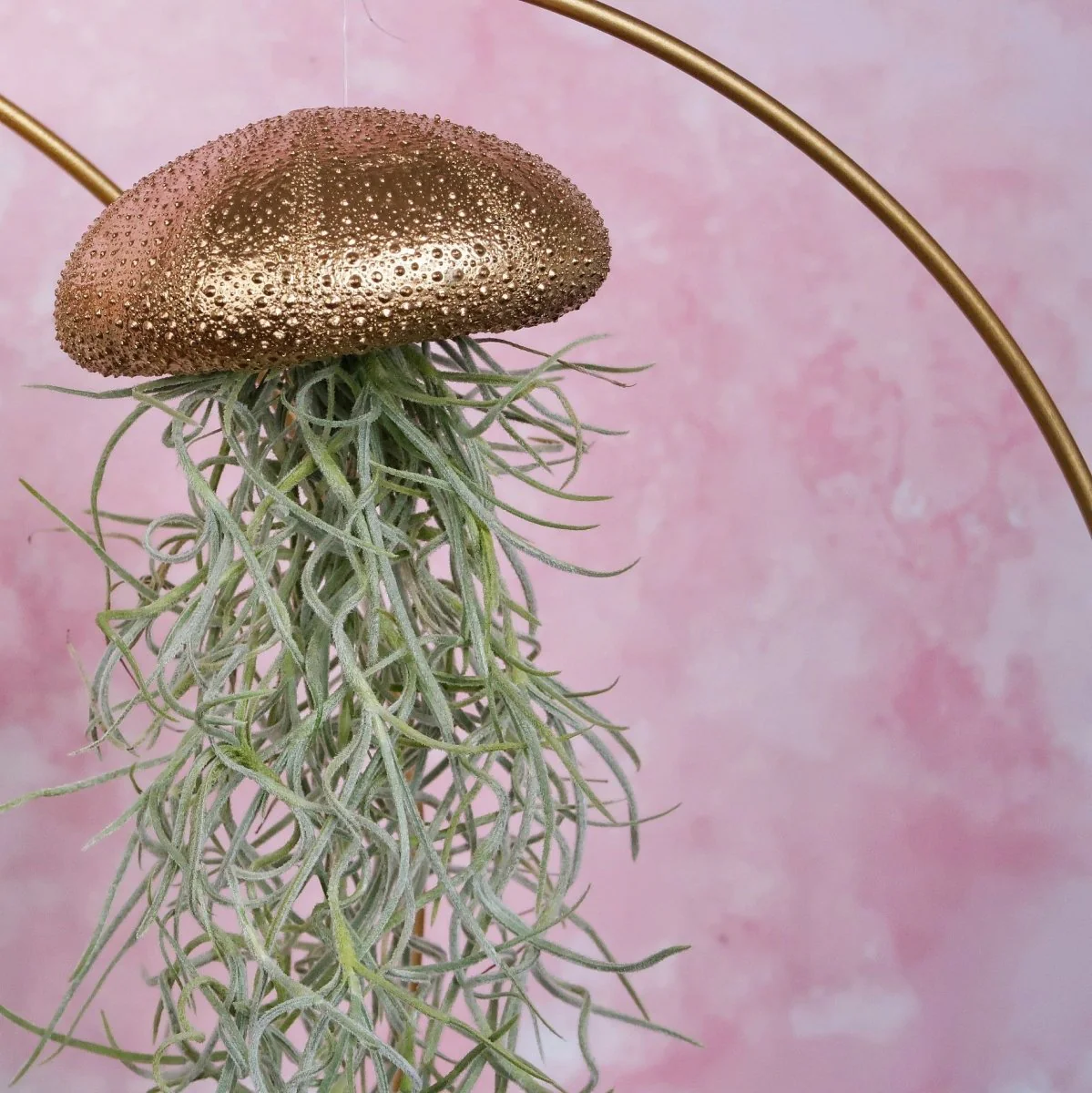 TILLANDSIA USNEOIDES - GOLD - Image 4
