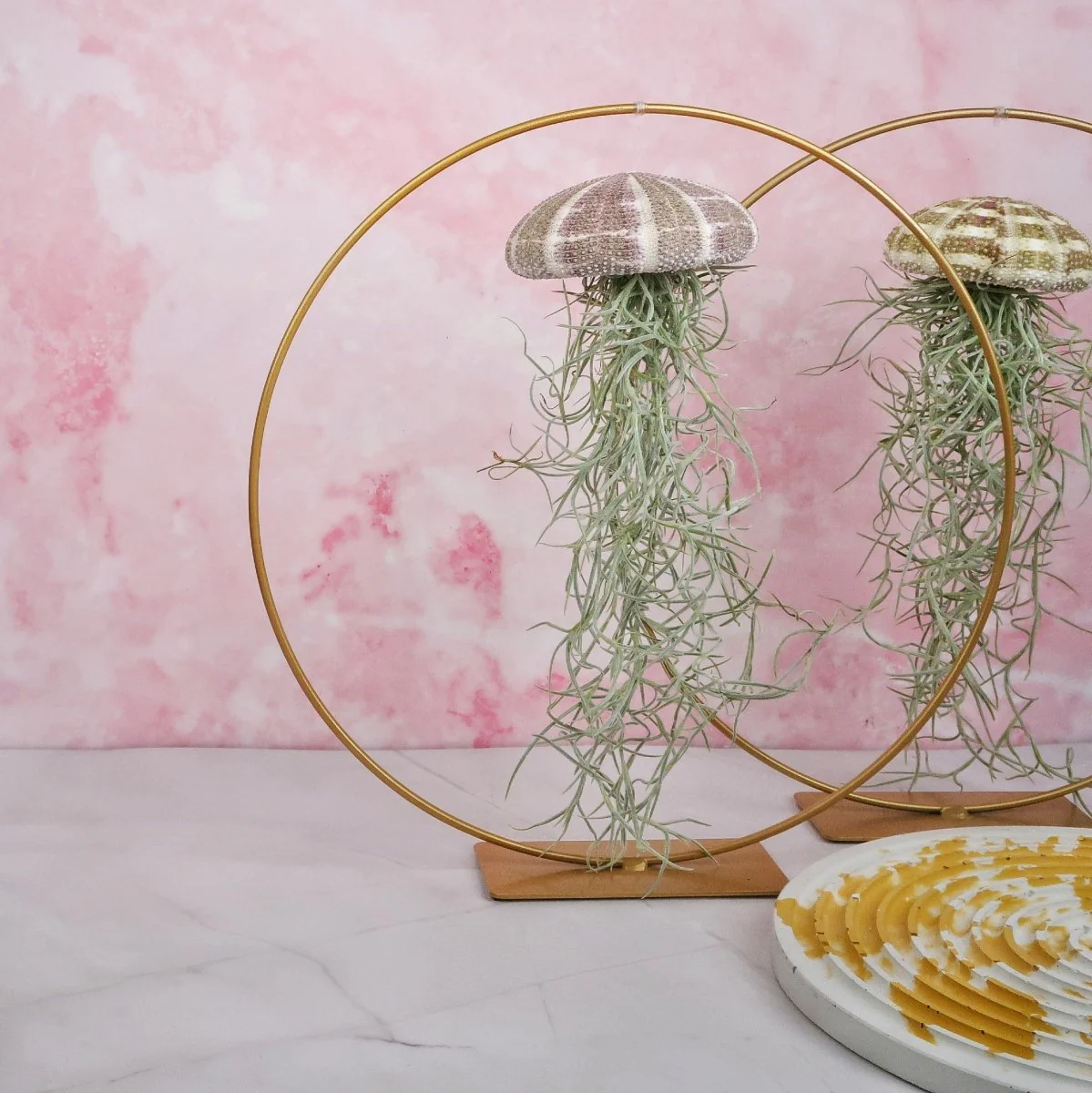 TILLANDSIA USNEOIDES - NATUR - Image 3