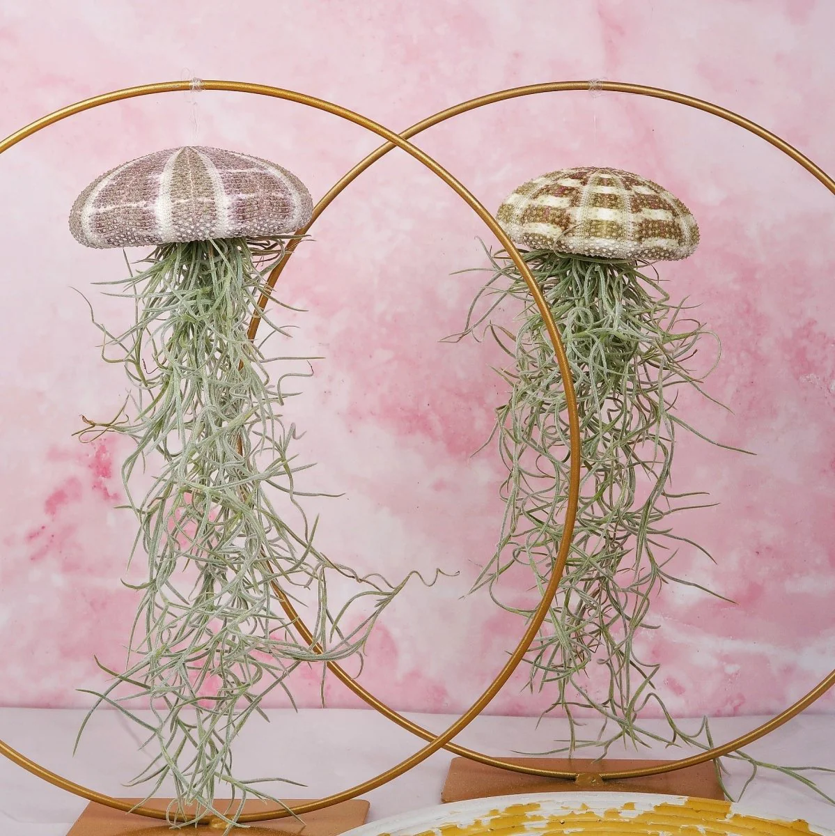 TILLANDSIA USNEOIDES - NATUR - Image 4