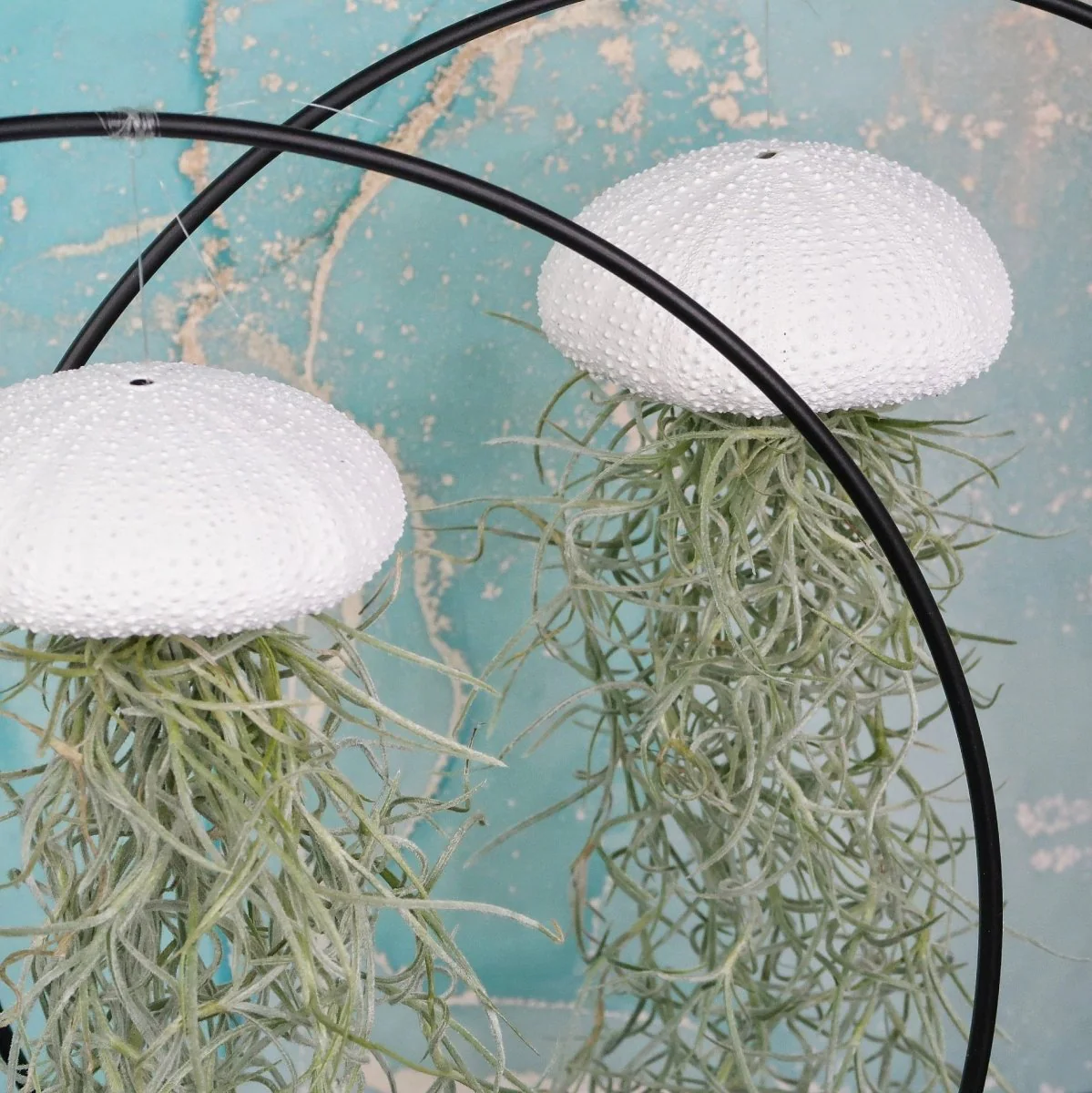 TILLANDSIA USNEOIDES - WHITE - Image 6