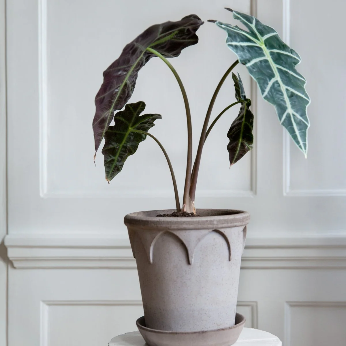 ÜBERTOPF BERGS ELIZABETH - Image 7