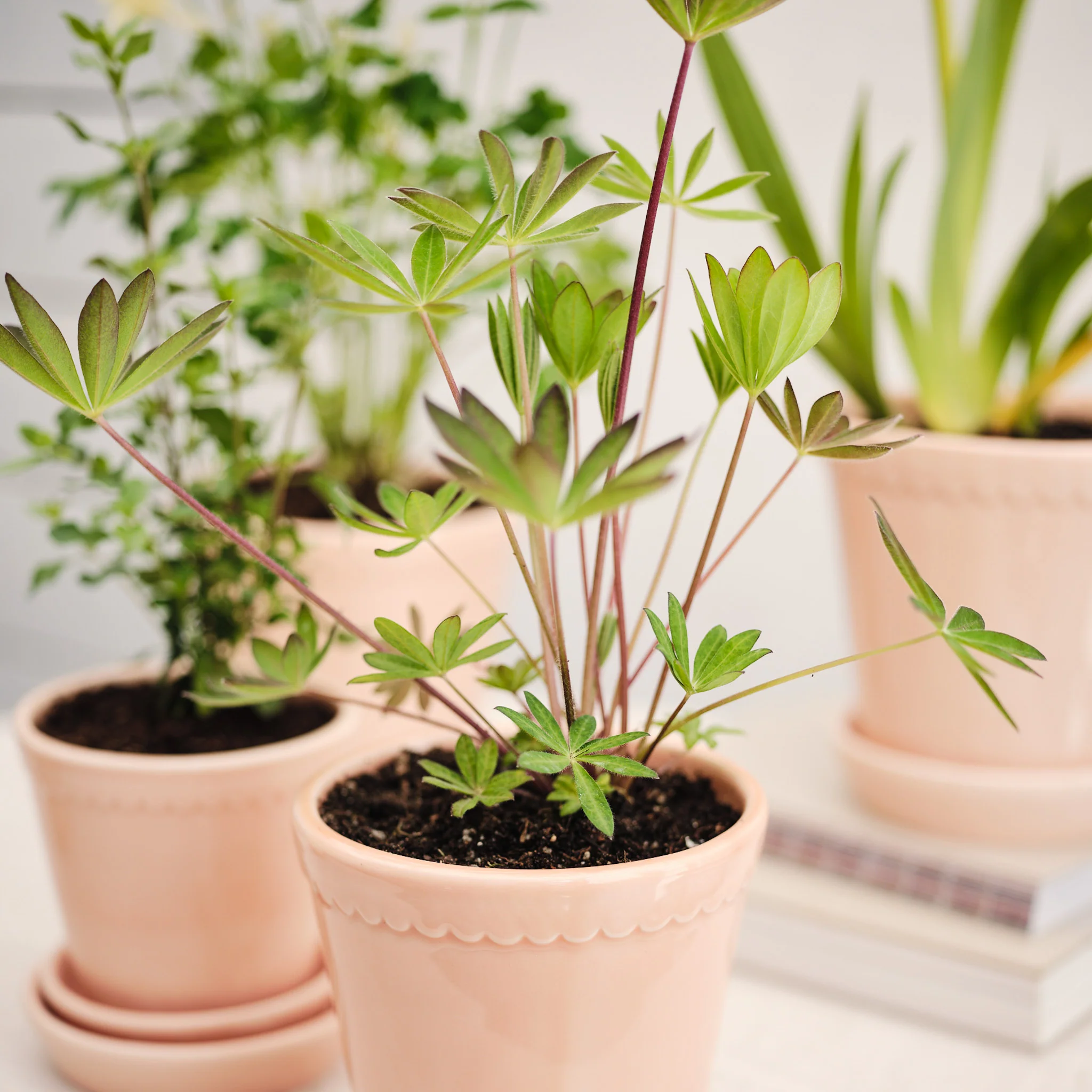 ÜBERTOPF BERGS HELENA - Image 20