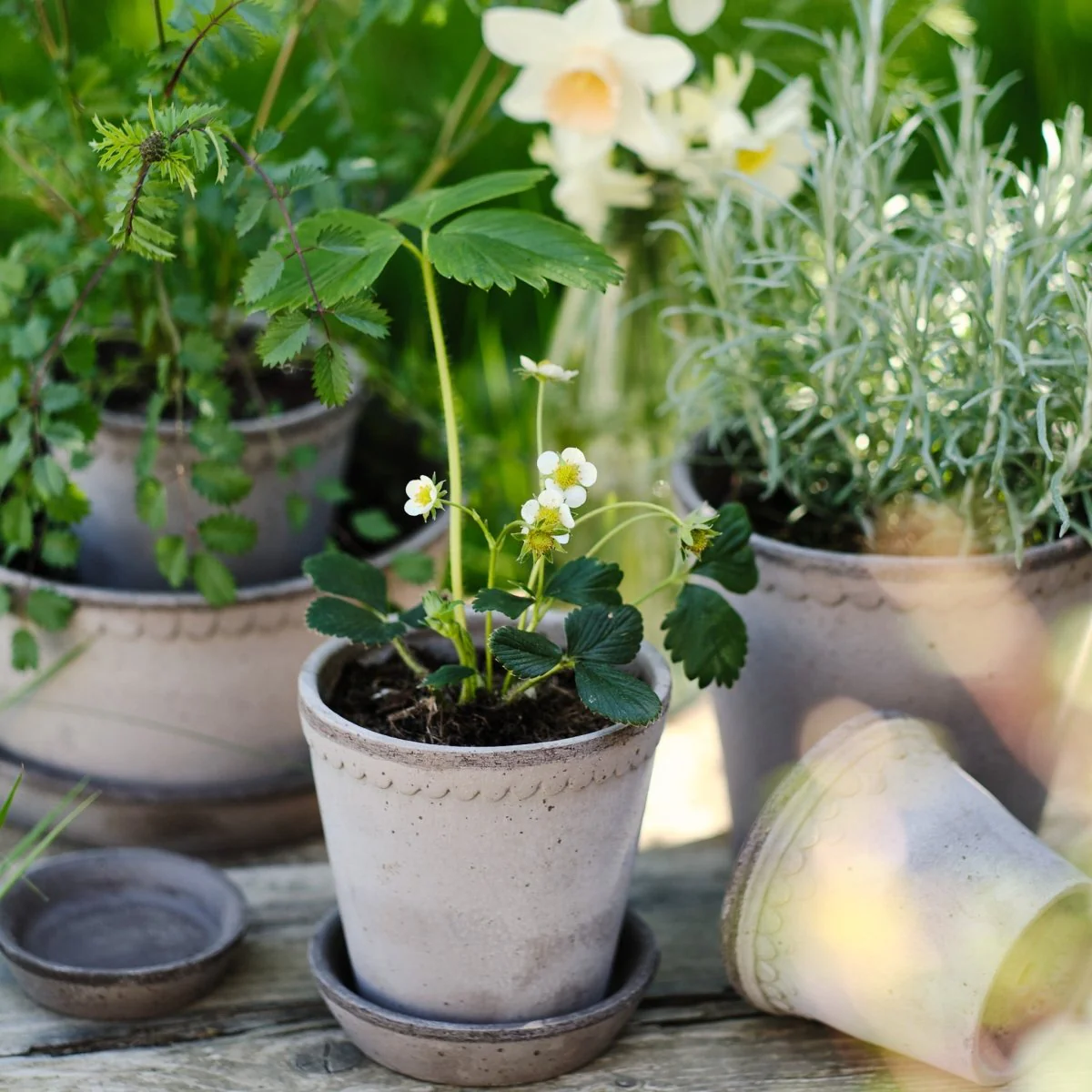 ÜBERTOPF BERGS HELENA - Image 8