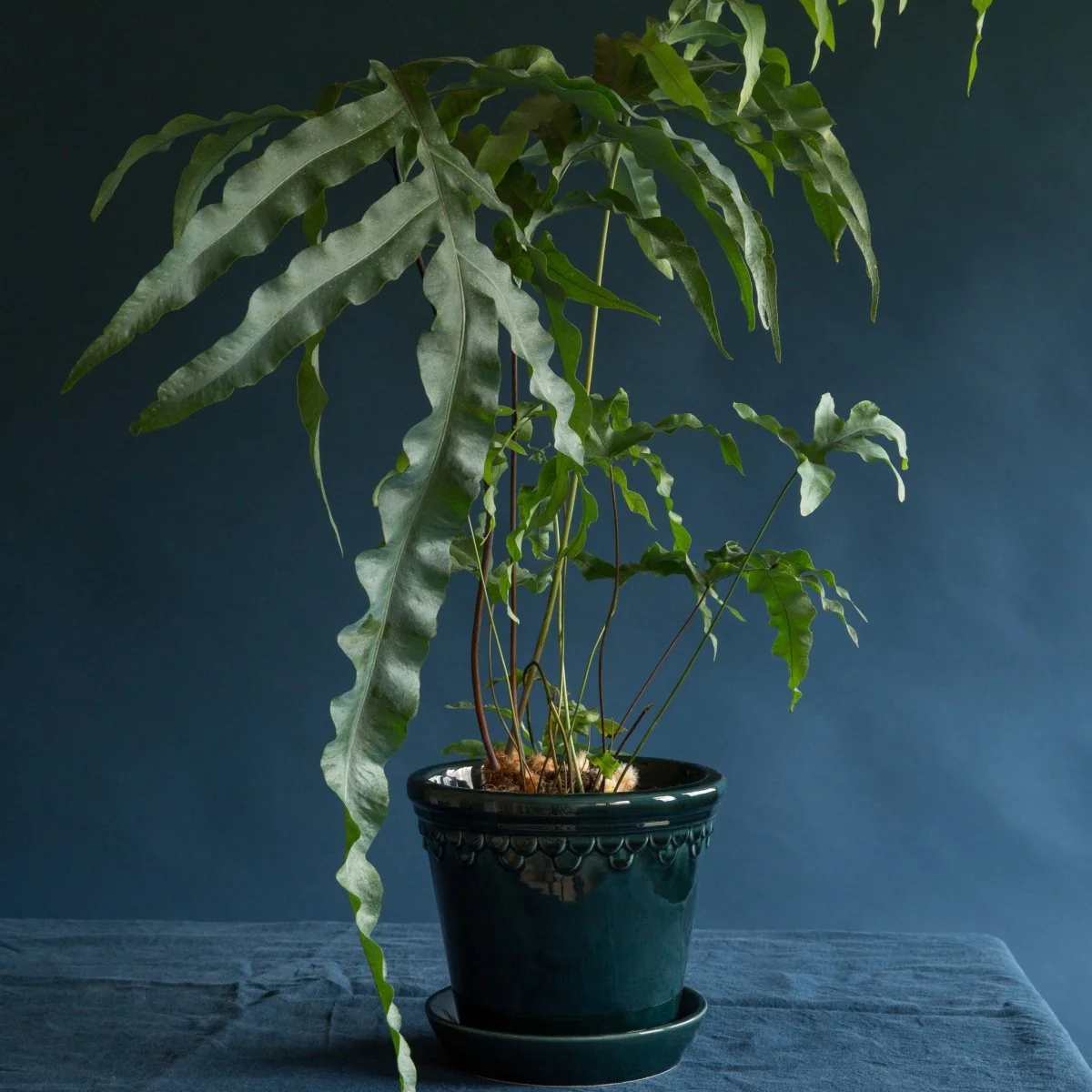 ÜBERTOPF BERGS KOPENHAGEN - Image 16