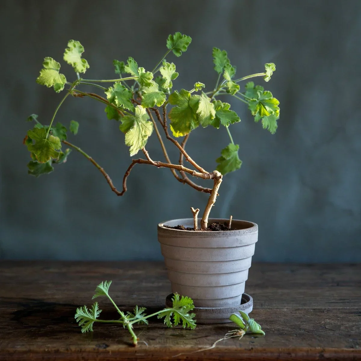 ÜBERTOPF BERGS VENUS - Image 4